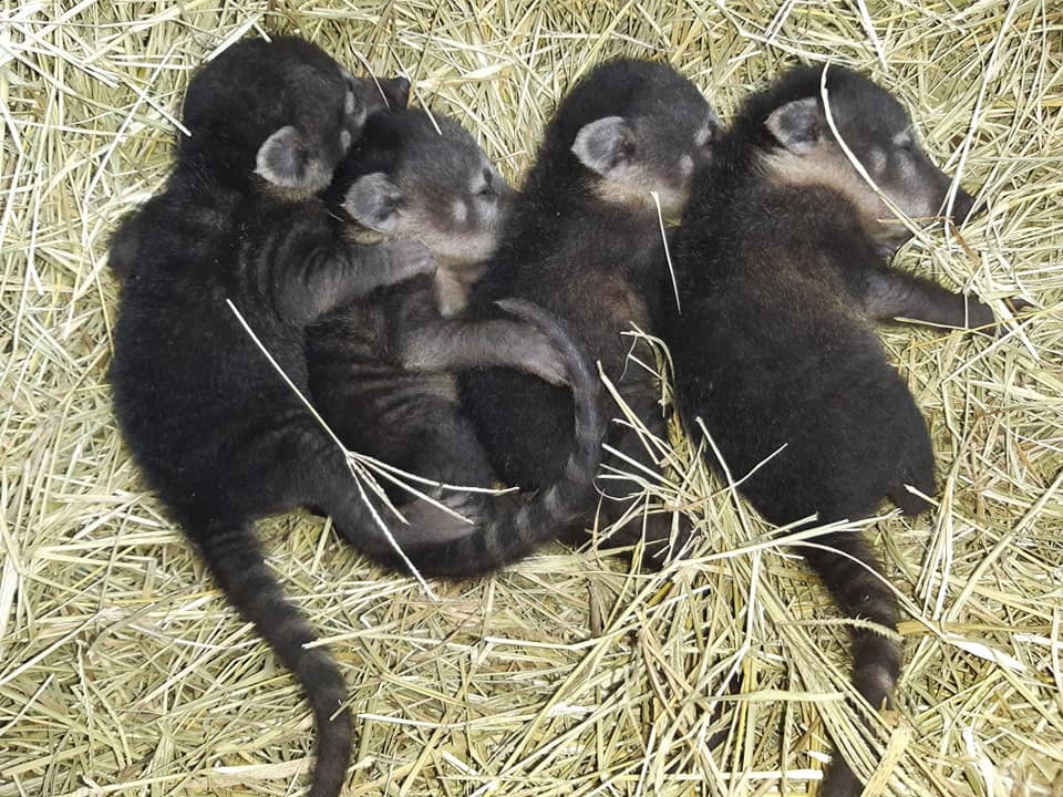Quatro filhotes de quati são os novos moradores do Parque Zoobotânico