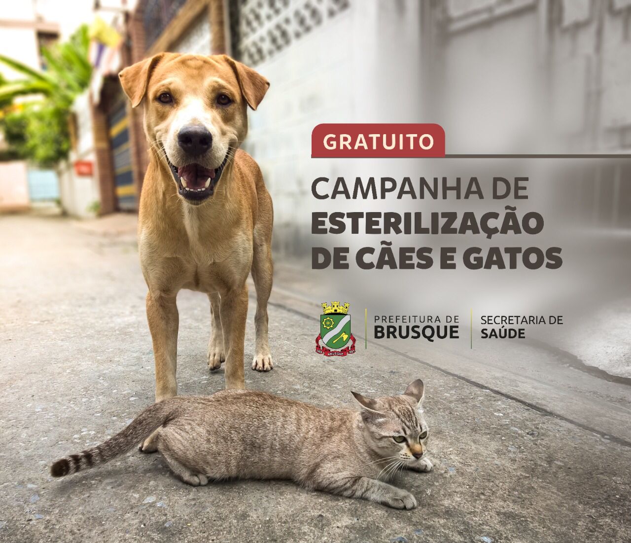 Prefeitura de Brusque disponibiliza link para cadastro do processo de castração em cães e gatos