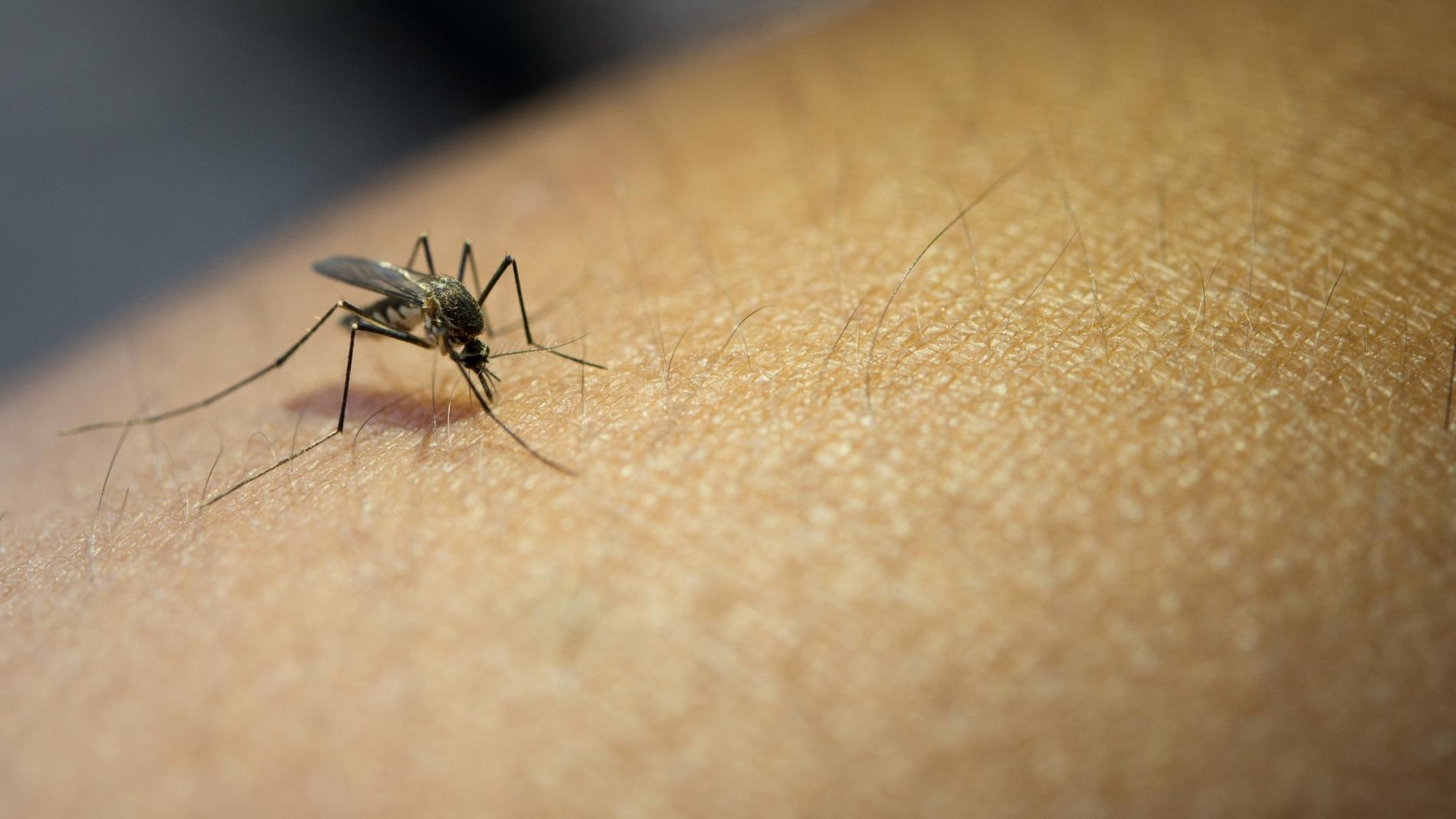 Brusque confirma primeiro óbito relacionado a dengue