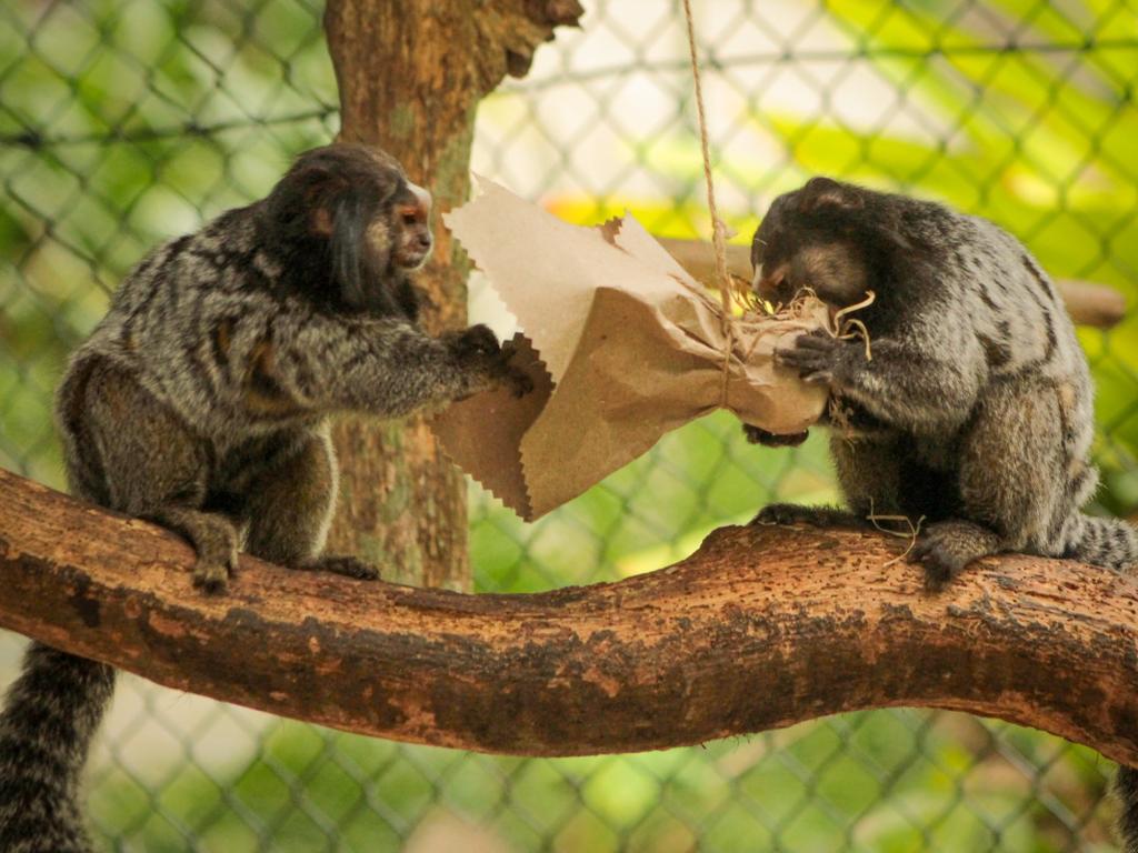 Cinco primatas morrem no Zoobotânico de Brusque